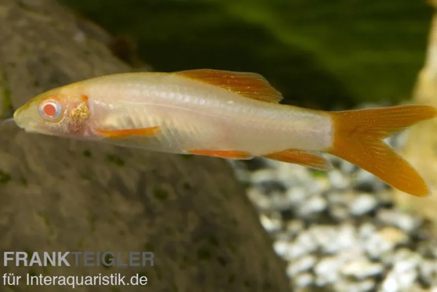 Fransenlipper albino, Epalzeorhynchos frenatum