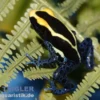 Färberfrosch Cobalt, Dendrobates tinctorius