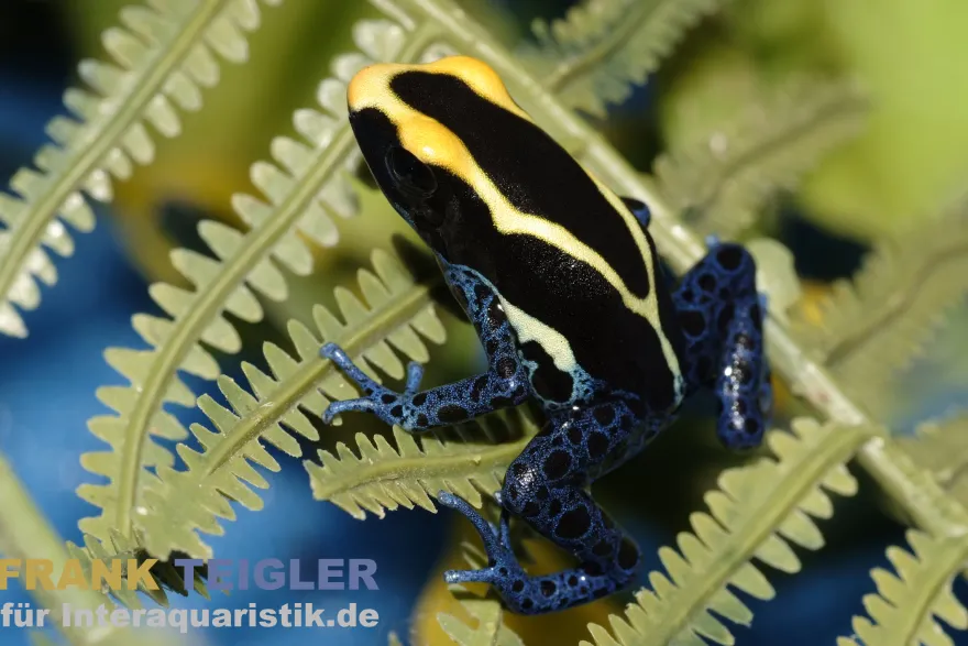 Färberfrosch Cobalt, Dendrobates tinctorius