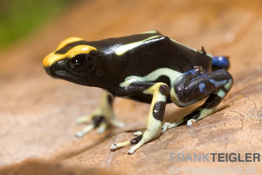 Färberfrosch, Dendrobates tinctorius "Alanis"