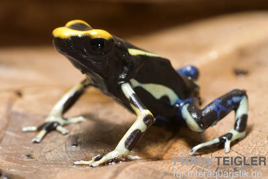 Färberfrosch, Dendrobates tinctorius "Alanis"