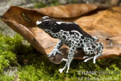 Färberfrosch, Dendrobates tinctorius "Graubeiner"