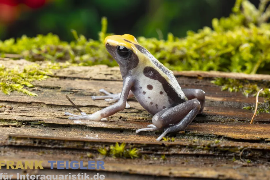 Färberfrosch Patricia Ghost, Dendrobates tinctorius