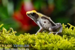 Färberfrosch Patricia Ghost, Dendrobates tinctorius