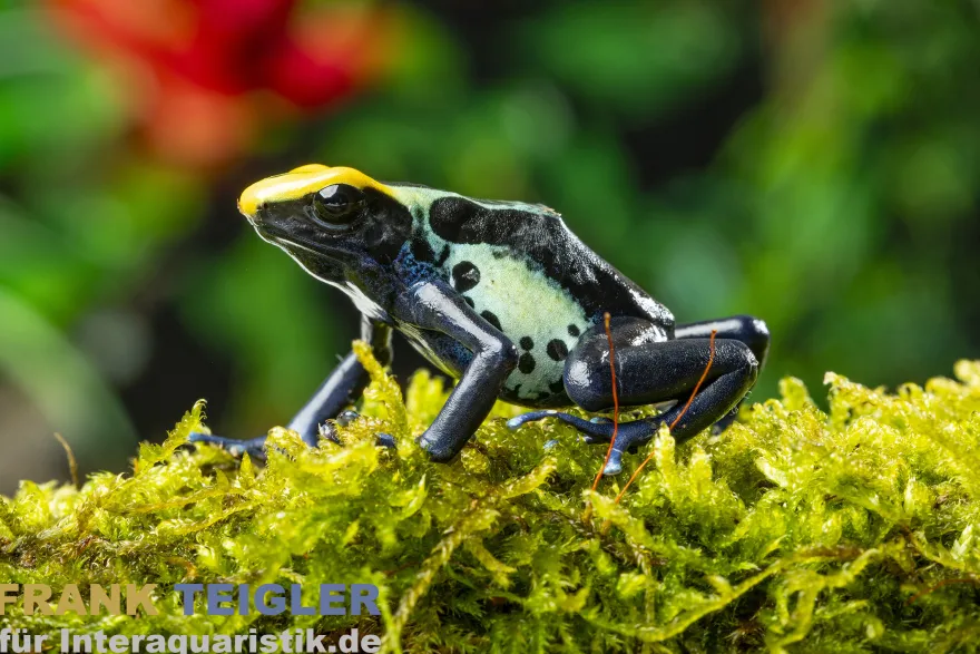 Färberfrosch Robertus, Dendrobates tinctorius