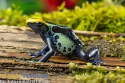 Färberfrosch Robertus, Dendrobates tinctorius
