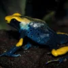 Färberfrosch Tumucumaque, Dendrobates tinctorius