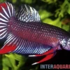 Friedlicher Kampffisch, Betta imbellis