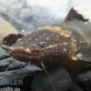 Frosch-Fettwels, Pseudopimelodus raninus raninus