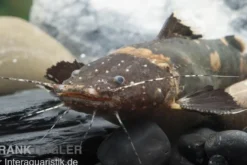 Frosch-Fettwels, Pseudopimelodus raninus raninus