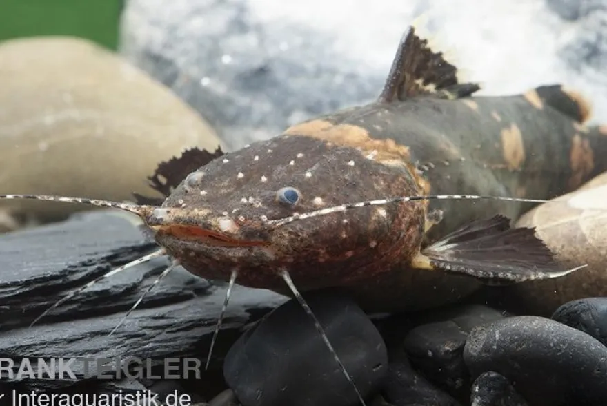 Frosch-Fettwels, Pseudopimelodus raninus raninus