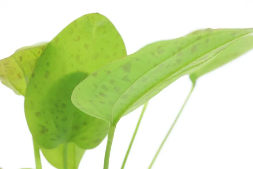 Froschlöffel "Getüpfelter Harbich", Dschungelstar Nr. 9 "Getüpfelter Harbich", im Topf
