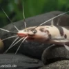 Froschwels marmor, Clarias batrachus