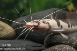Froschwels marmor, Clarias batrachus