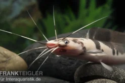 Froschwels marmor, Clarias batrachus