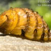 Fruit Snail, Neritina juttingae
