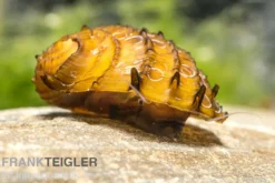 Fruit Snail, Neritina juttingae