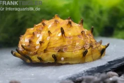 Fruit Snail, Neritina juttingae