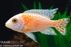 Fsh Aulonocara spec. Perlmutt-Firefish (Hybride), DNZ