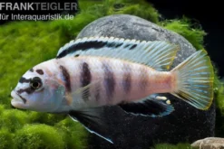 Fsh Perlosi, Hybride aus Pseudotropheus/Labidochromis, DNZ