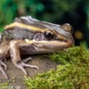 Galam Weißlippen-Frosch, Amnirana galamensis