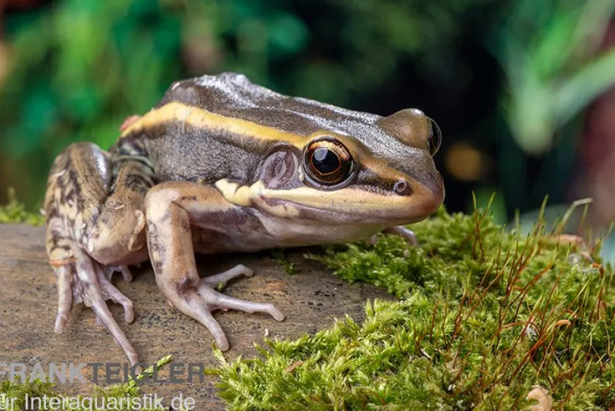 Galam Weißlippen-Frosch, Amnirana galamensis