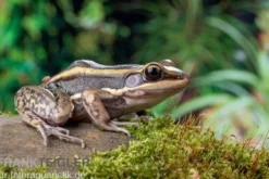Galam Weißlippen-Frosch, Amnirana galamensis
