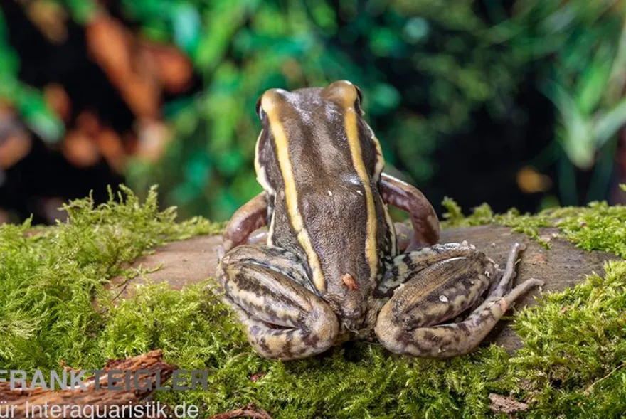 Galam Weißlippen-Frosch, Amnirana galamensis
