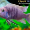 Galileya Reef-Zwergmaulbrüter, Cynotilapia afra "Galileya Reef", 4-5 cm