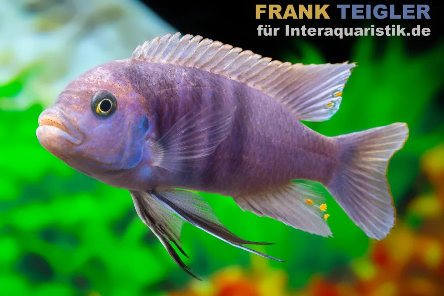 Galileya Reef-Zwergmaulbrüter, Cynotilapia afra "Galileya Reef", 4-5 cm