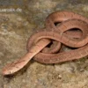 Gansi-Eierschlange, Dasypeltis gansi