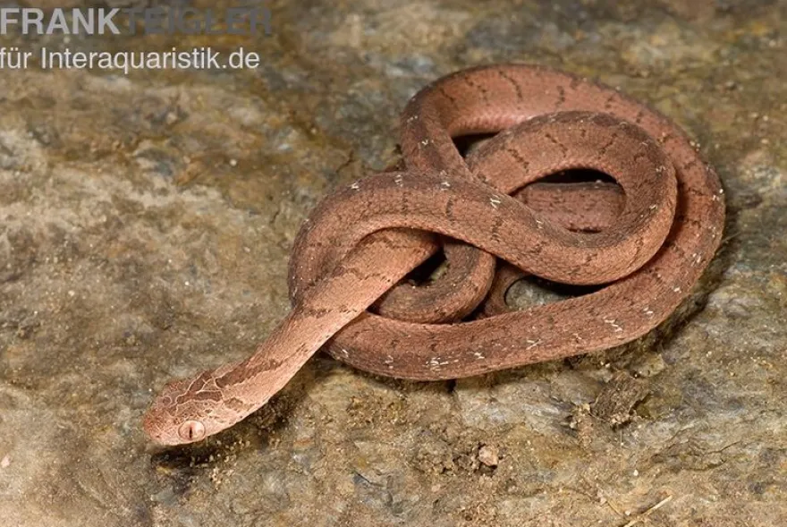 Gansi-Eierschlange, Dasypeltis gansi