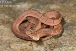 Gansi-Eierschlange, Dasypeltis gansi
