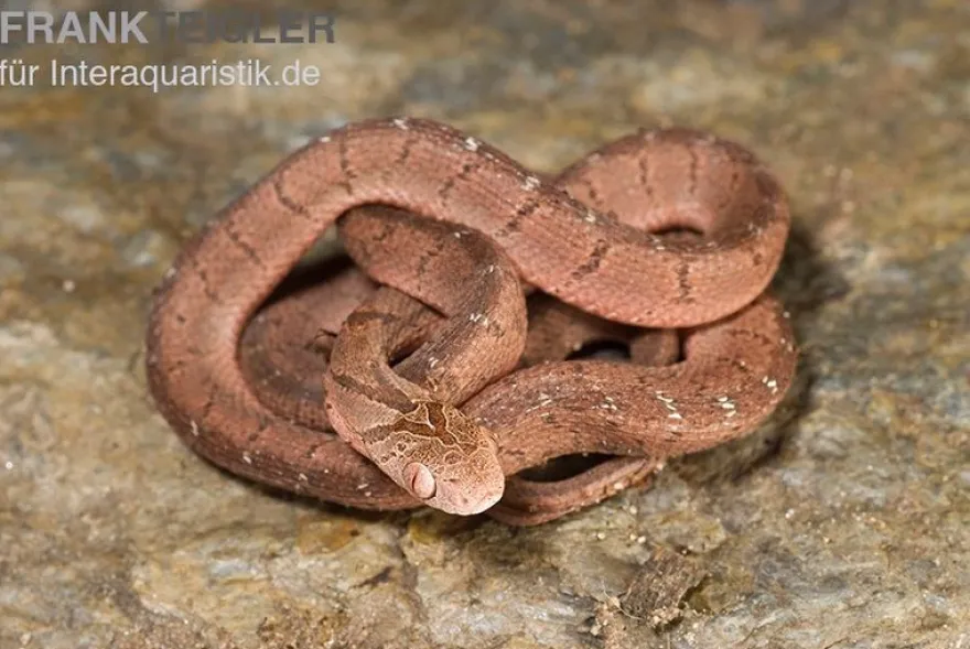 Gansi-Eierschlange, Dasypeltis gansi