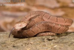 Gansi-Eierschlange, Dasypeltis gansi