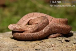 Gansi-Eierschlange, Dasypeltis gansi