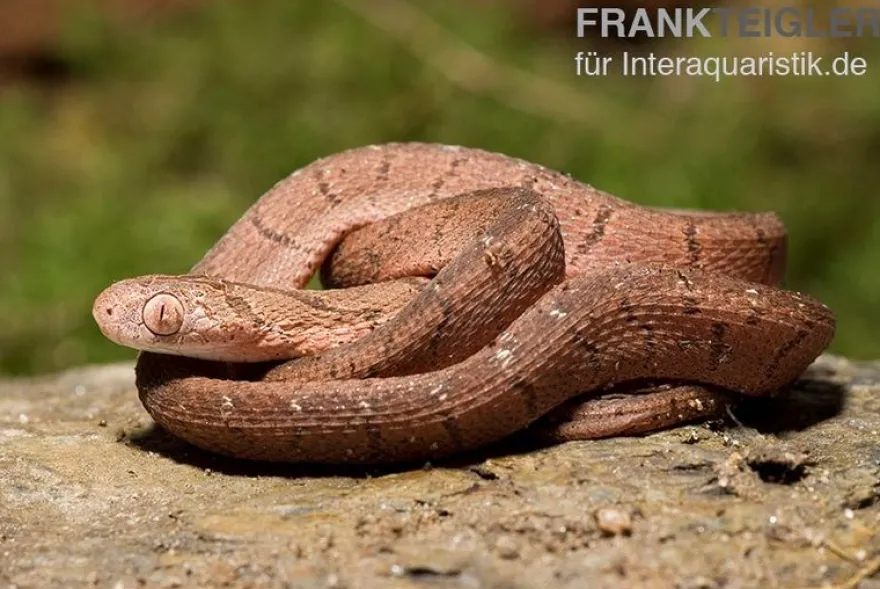 Gansi-Eierschlange, Dasypeltis gansi