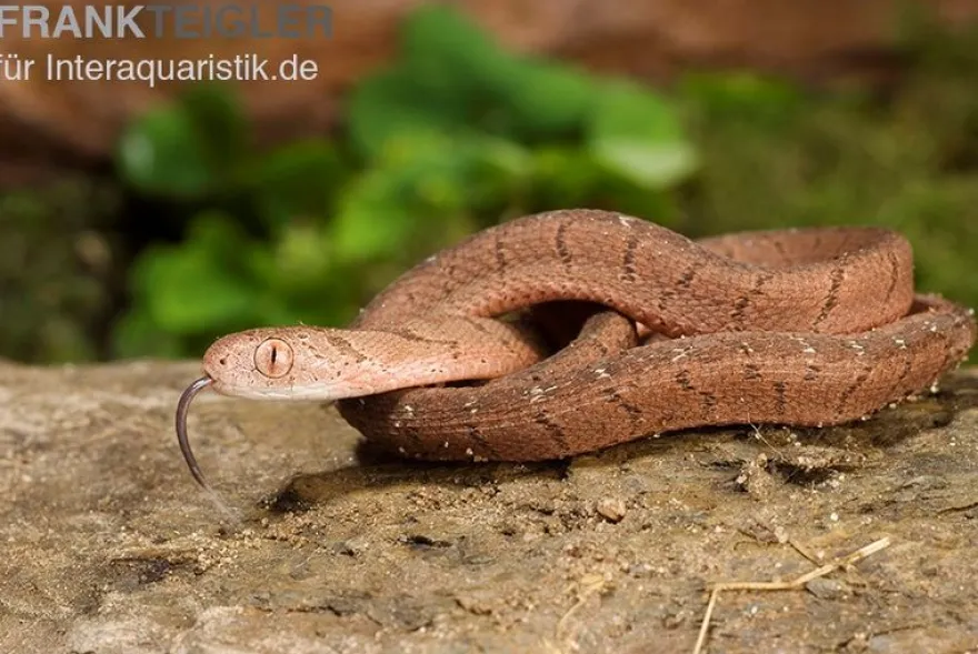 Gansi-Eierschlange, Dasypeltis gansi