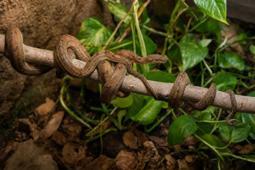 Gartenboa, Corallus hortulanus