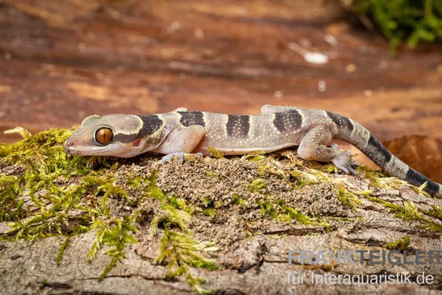 Gebänderter Blattzehengecko, Hemidactylus fasciatus