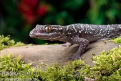 Gebänderter Blattzehengecko, Hemidactylus fasciatus