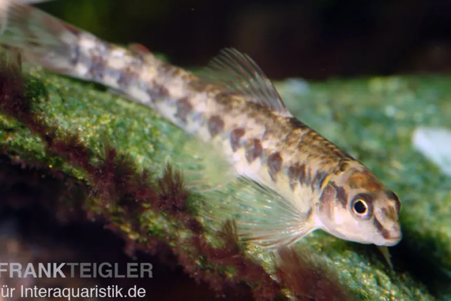 Gebänderter Bodensalmler, Characadium fasciatum