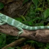 Gebänderter Fidschileguan, Brachylophus fasciatus