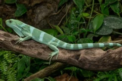 Gebänderter Fidschileguan, Brachylophus fasciatus
