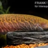 Gebänderter Messerfisch, Gymnotus carapo, 11-15 cm