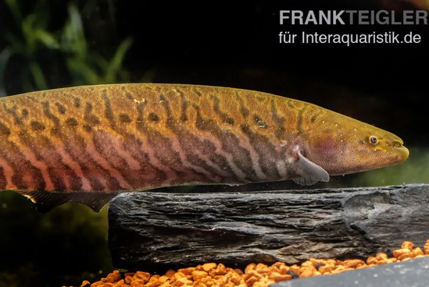 Gebänderter Messerfisch, Gymnotus carapo, 11-15 cm
