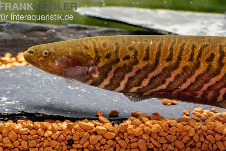 Gebänderter Messerfisch, Gymnotus carapo, 11-15 cm