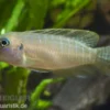 Gebänderter Schneckenbuntbarsch, Neolamprologus brevis Congo, DNZ