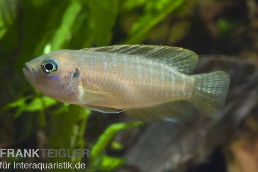Gebänderter Schneckenbuntbarsch, Neolamprologus brevis Congo, DNZ