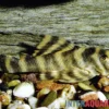 Gebänderter Zwergschilderwels, L38, Peckoltia spec., 5-7 cm DNZ